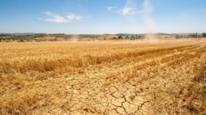 champ de blé français asséché sous une vague de chaleur intense