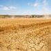 champ de blé français asséché sous une vague de chaleur intense
